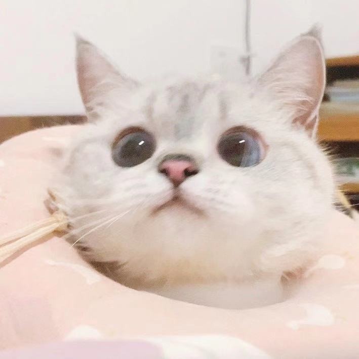 实习梅子酒ᵘˢ-KK