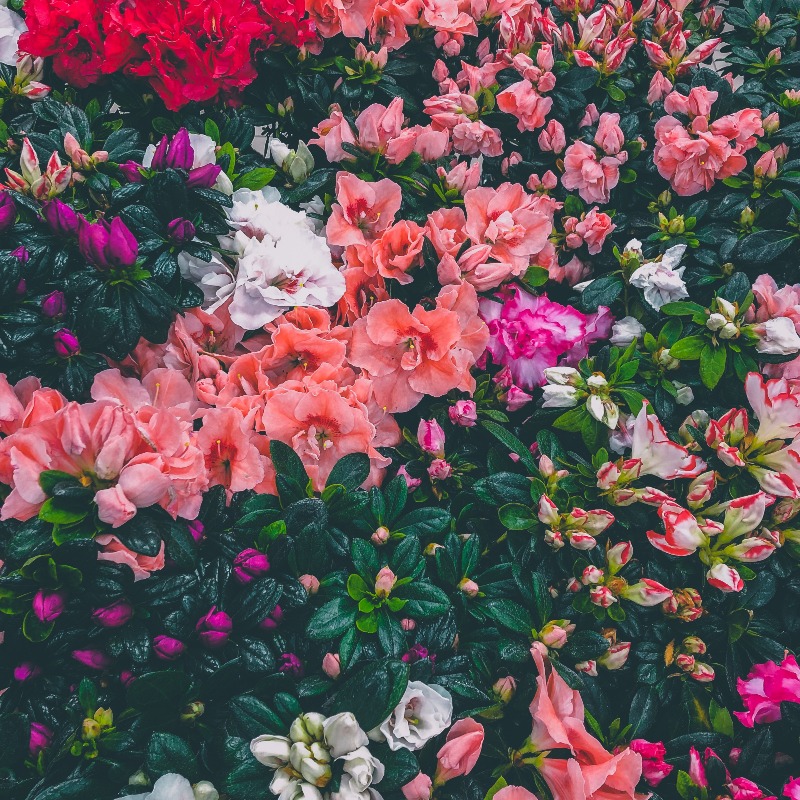 实习琴酒-寄晗